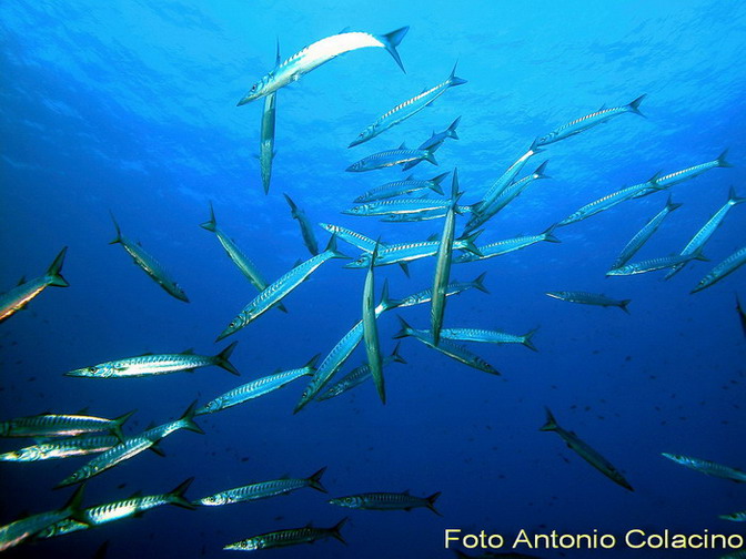 Sphyraena viridensis mediterranea.jpg